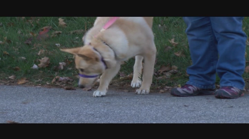 Thumbnail image for Doggy Dilemmas