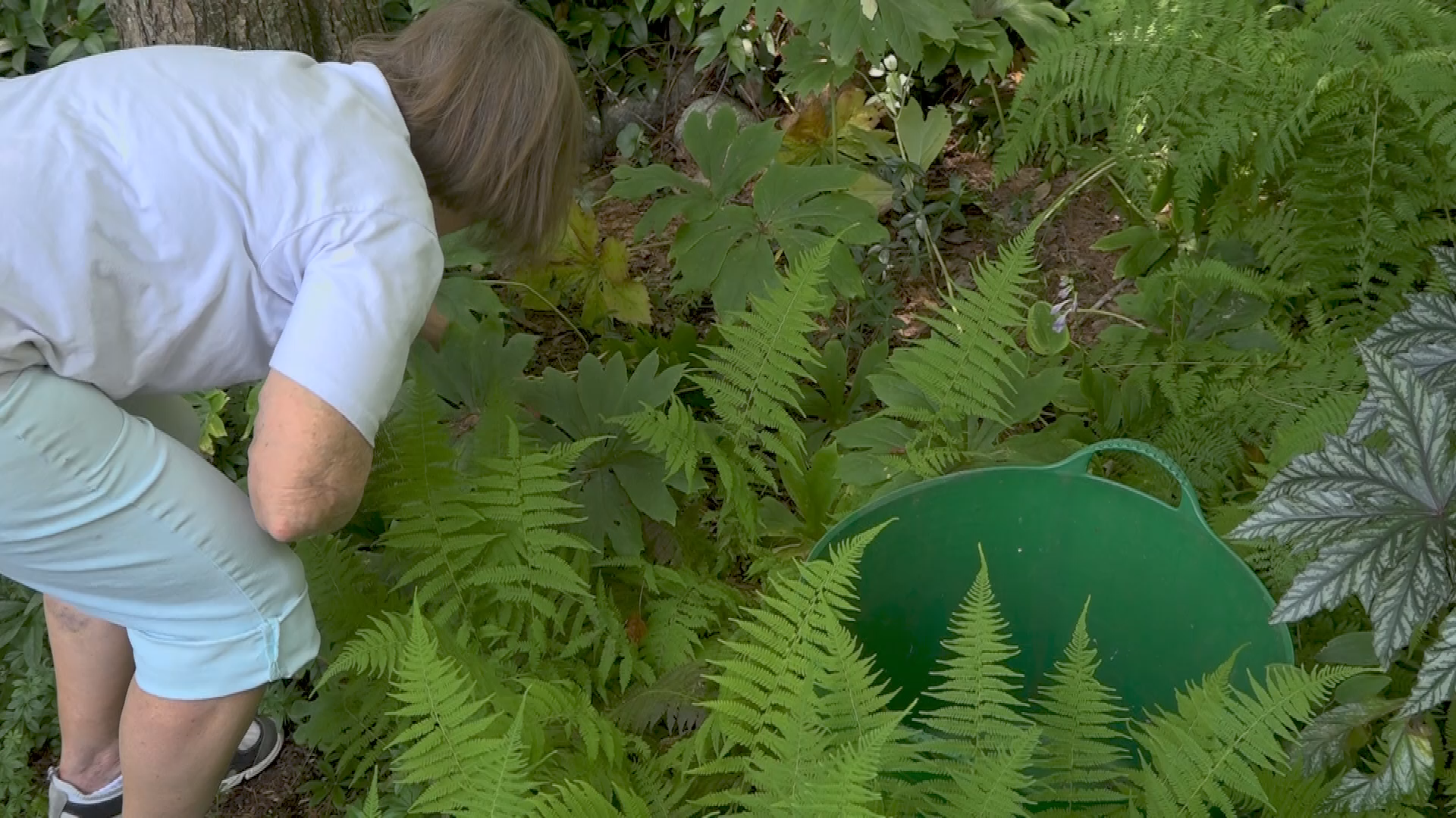 Thumbnail image for A Walk in the Garden