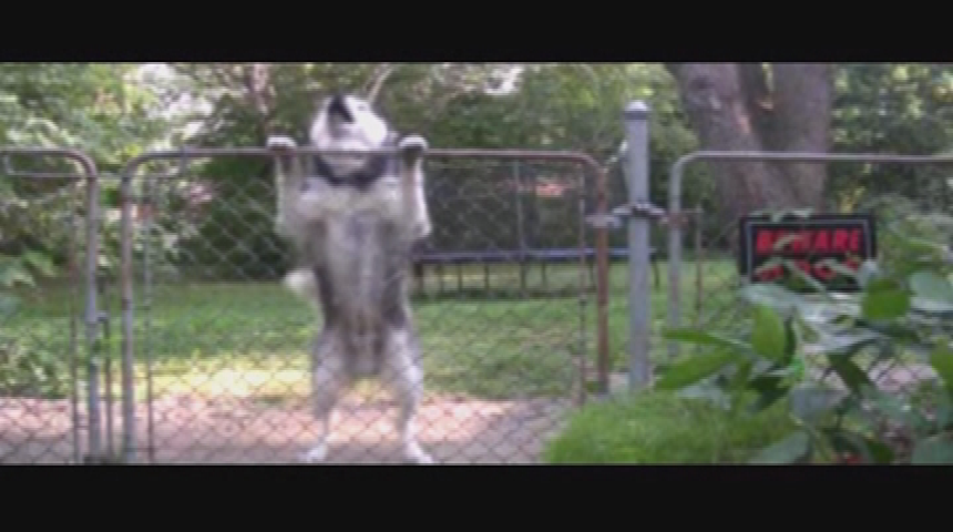 Thumbnail image for Doggy Dilemmas