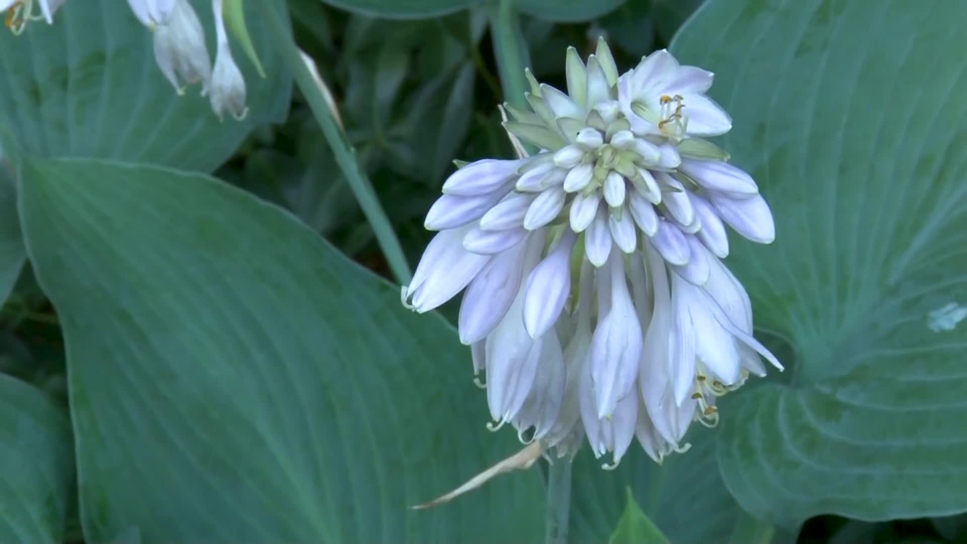 A Walk in the Garden