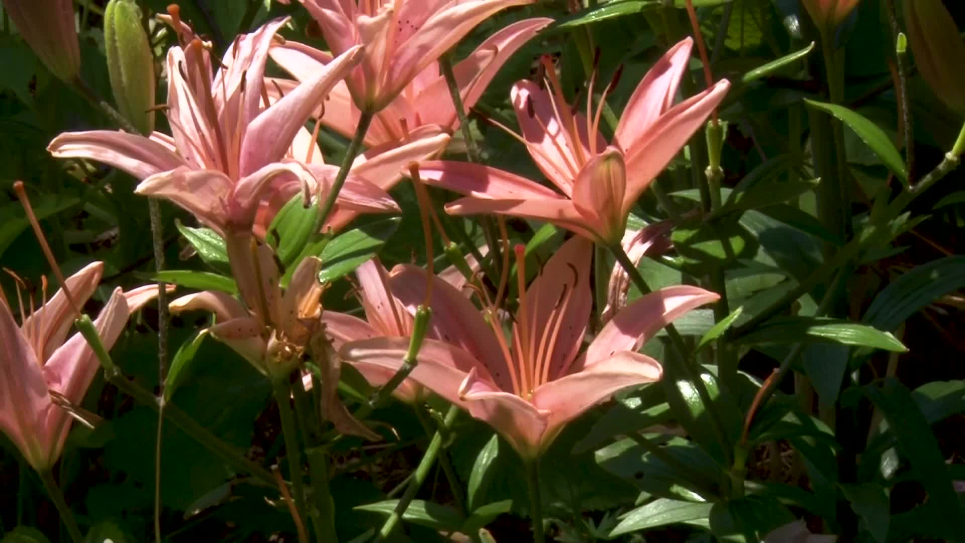 Thumbnail image for A Walk in the Garden