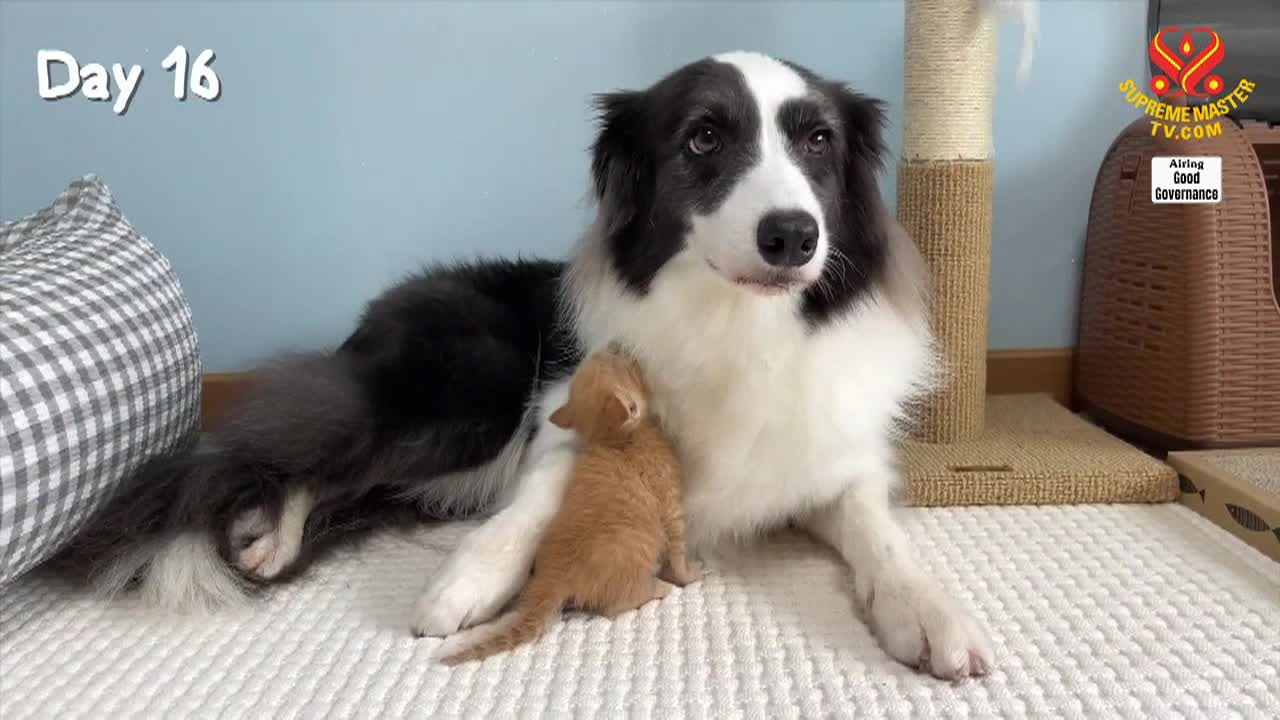 Thumbnail image for Enlightening Entertainment