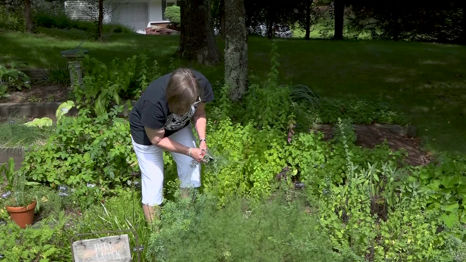 Thumbnail image for A Walk in the Garden